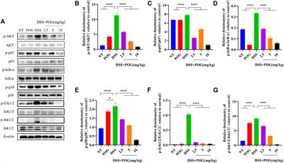 Protective Effect of Prim-O-Glucosylcimifugin on Ulcerative Colitis and Its Mechanism